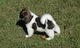 Los cachorros hermosos akita terrier (listo ahora)