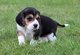 Los cachorros hermosos beagle terrier (listo ahora)