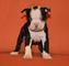 Los cachorros hermosos boston terrier (listo ahora)