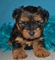 Los cachorros hermosos de Yorkshire Terrier (listo ahora) - Foto 1