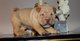 Los cachorros hermosos shar pei terrier (listo ahora)