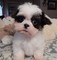 Los cachorros hermosos shih tzu terrier (listo ahora)