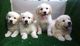 M/F Goldens retrievers - Foto 1