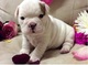 Macho y hembra cachorros bulldog ingles a