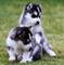 Macotas a la ofreces de husky siberianos de mucha calidad - Foto 1