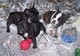 Magnificos cachorros de bulldog frances regalo - Foto 1