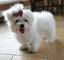 Maltese puppies hermosas (listo ahora)