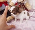 Mini toy chihuahua cachorros