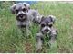 Pedigrí cachorros de schnauzer miniatura en venta