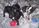 Preciosa camada de bulldog frances para adopcion A - Foto 1