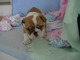 Pura raza de bulldog ingles regalo