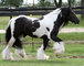 Regalo excelente caballos gypsy vanner