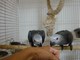 Regalo loros grises africanos disponibles - Foto 1