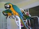Regalo loros guacamayo macho y hembra, azul y amarillo