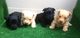 Scottish terrier preciosos cachorros dorados y negros - Foto 1