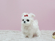 Se regalan cachorros de bichon maltes cruzad - Foto 1