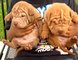 Shar pei cachorros macho y hembra para la venta