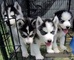 Suave husky siberiano en son encantadores