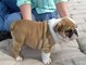 Tu bulldog ingles preciosos cachorros - Foto 1