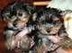 Yorkshire terrier cachorros legitimos - Foto 1