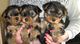 Yorkshire terrier cachorros miniatura