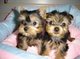 Yorkshire terrier chico y chica