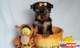 Yorkshire terrier pequeñito cara de muñeca padre a la vista el m