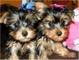 Yorkshire Terrier Semental para adoption - Foto 1