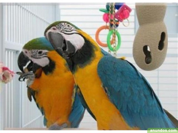 Guacamayo , loros yaco de cola roja San Fernando Guacamayo , loros yaco de cola roja San Fernando