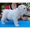 Adopción en bella cachorro bulldog inglés