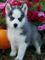 Adorables cachorros observada azul del husky siberiano para