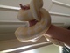 Albino and piebald ball pythons for sale
