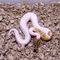 Albino And Piebald Ball Pythons for sale - Foto 2