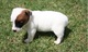 Amar cachorros jack russell - Foto 1