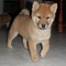 Autenticos cachorros de shiba inu adorable