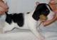 Beagle cachorro listo para sus nuevos hogares …