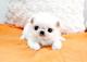 Bichon maltes cachorros toy