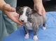 Bull terrier ya está disponible para los nuevos hogares