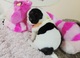 Bulldog frances cachorros Preciosos - Foto 1