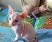 Buscan gatitos sphynx lindos para la adopción libre - Foto 1