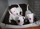 Cachorro bull terrier hermoso con