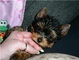 Cachorro yorkshire terrier, - Foto 1