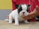 Cachorros de bulldog frances de calidad muy chiquitos