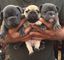 Cachorros de bulldog francés listos para entregar adopcion