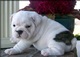 Cachorros de Bulldog Ingles, se entregan - Foto 1