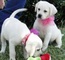 Cachorros de labrador en hogares dulces