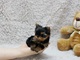 Cachorros de yorkie de taza de té con. Encanto, - Foto 1