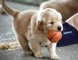 Cachorros Golden Retriever en casas de adopción - Foto 1