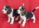 Camada de cachorros beagles, puros