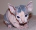 Camada gatitos sphynx (sin pelo) nacidos